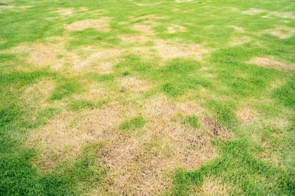 Summer Lawn care, tips lawn problems