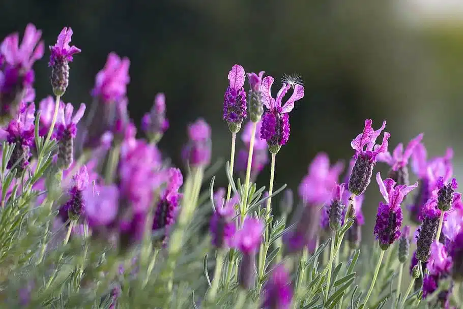 LAvender in a field