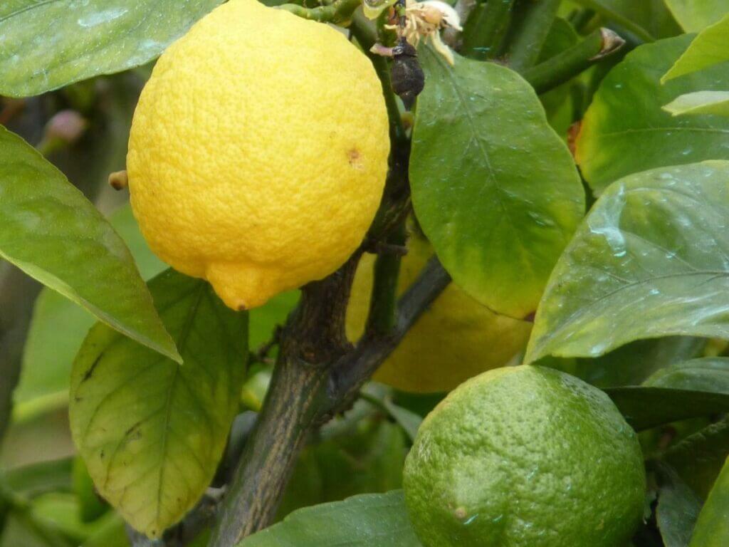 lemons yellow and green on lemon tree