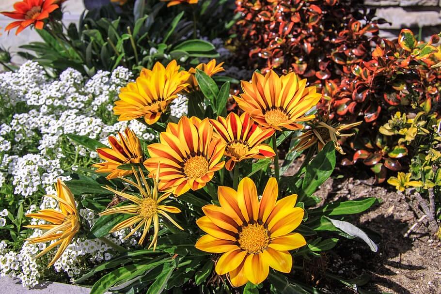 GAzania as a waterwise plant suggestion, waterwise flowers