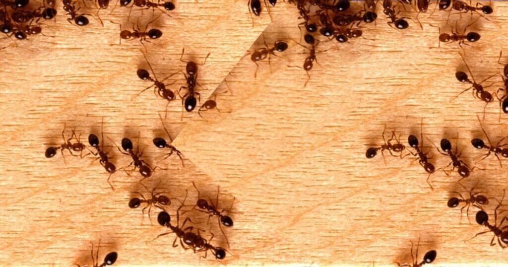ants gathering on wood for natural ants reppelent