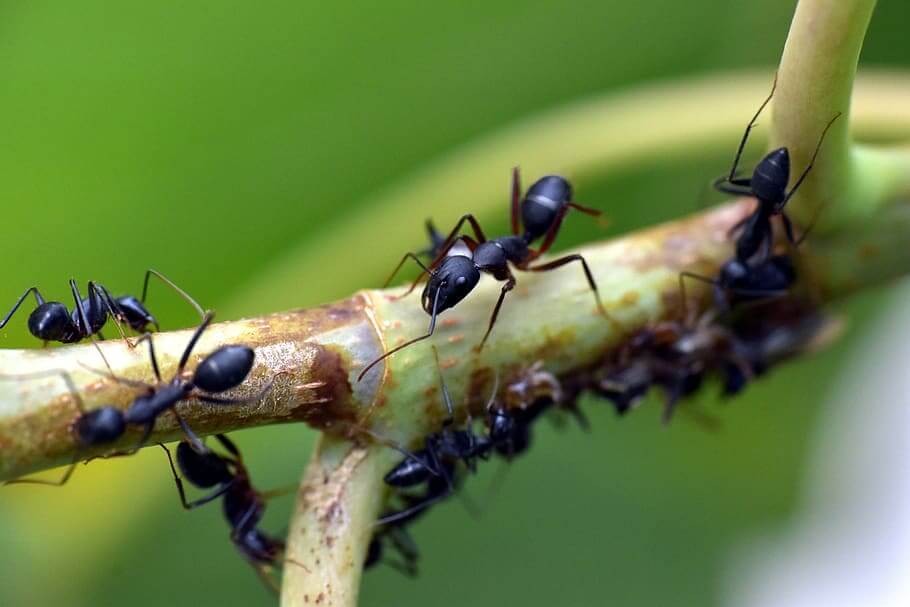 NAtural ant repellent for ants on plants and in the garden