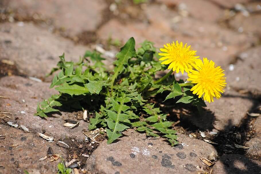 Vinegar weed killer. Weeds in paving and driveway, how to treat .