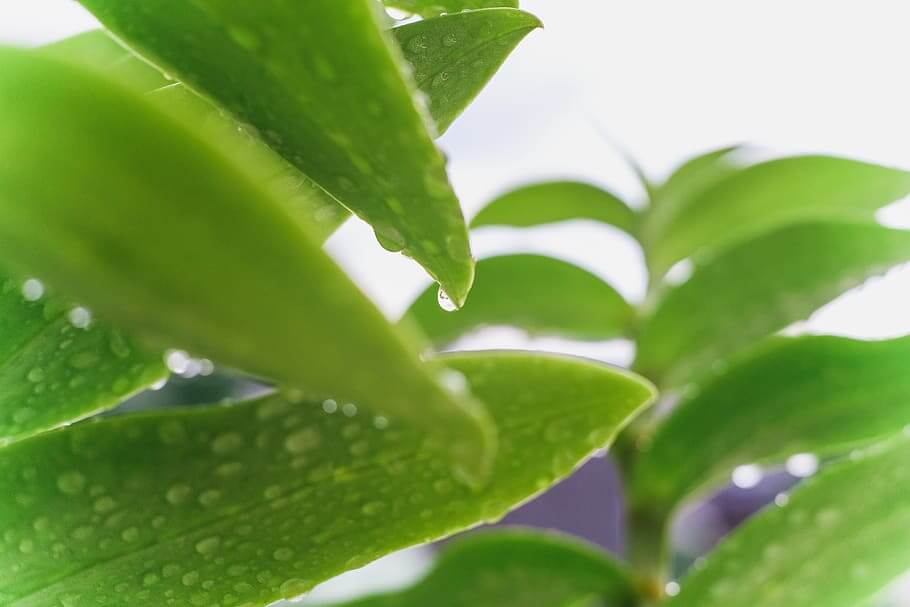 zz indoor plant, house plant, green wet leaves