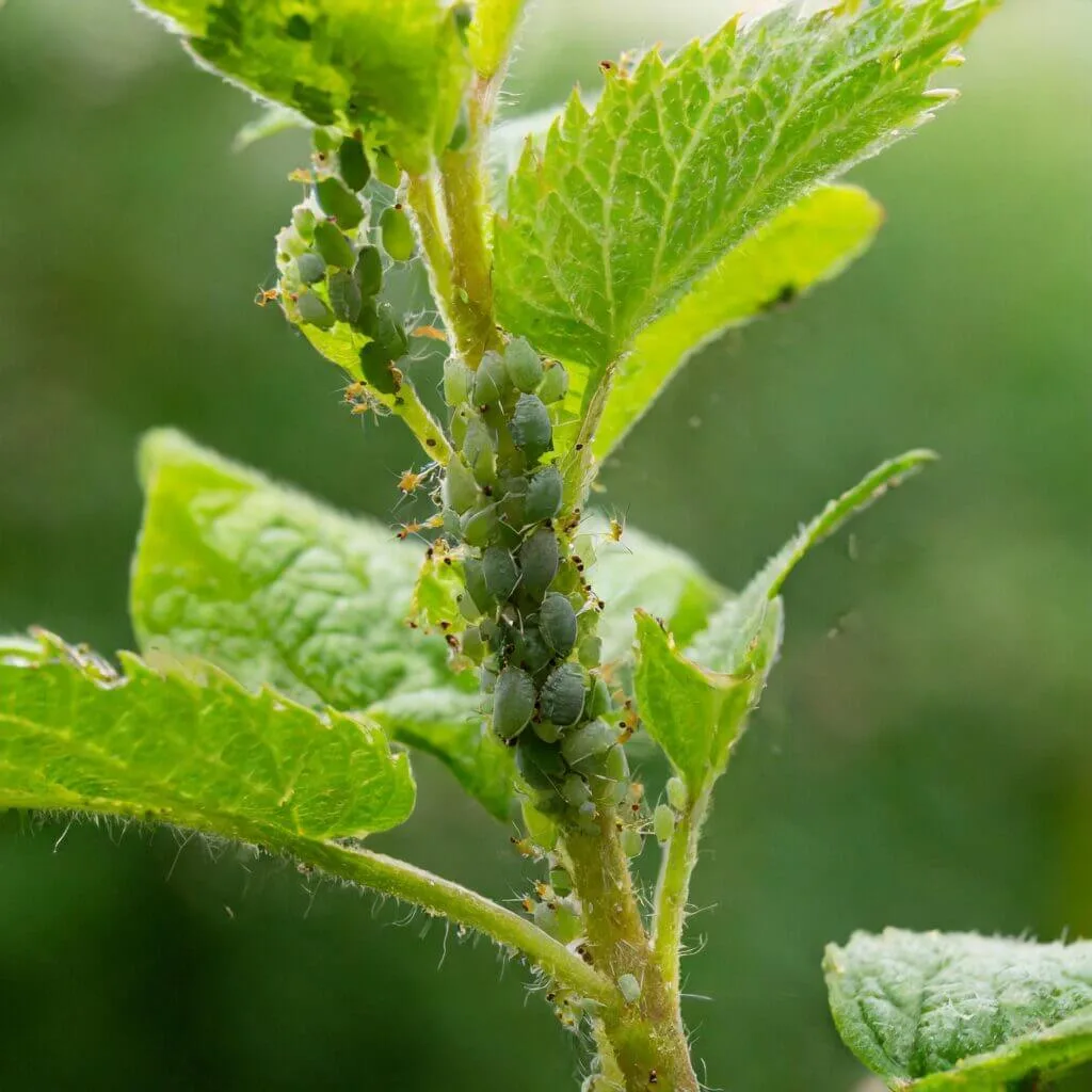 aphids on a plant