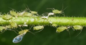 Aphids on a plant