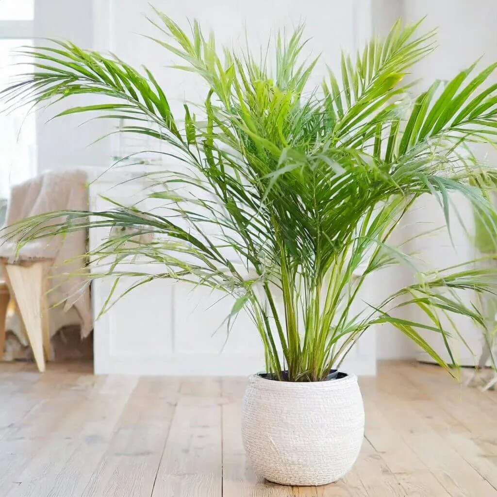 Bamboo Palm (Chamaedorea seifrizii)