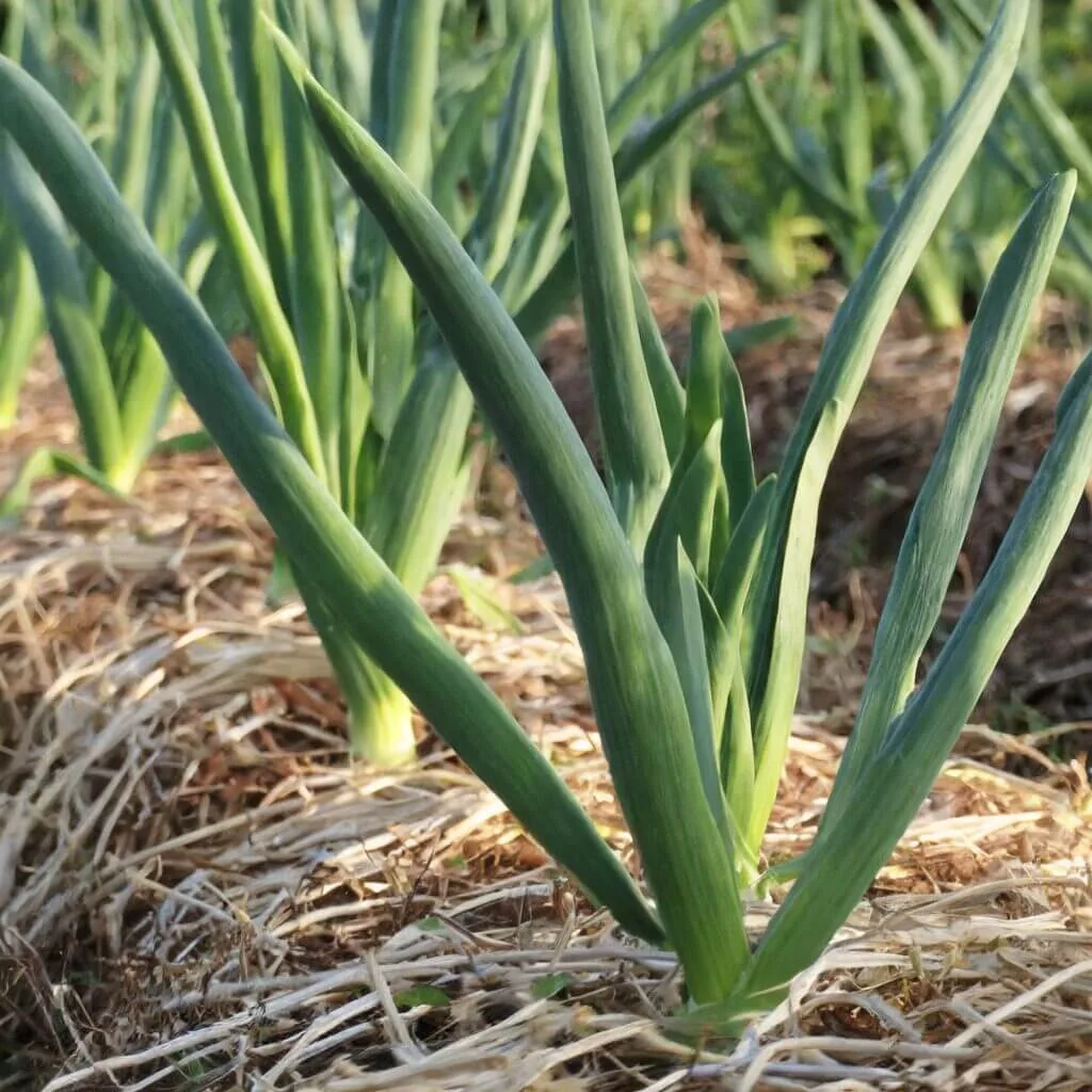 Garlic growing in a vegetable garden. garlic plants in a garden wiith straw mulch in the vegetable garden