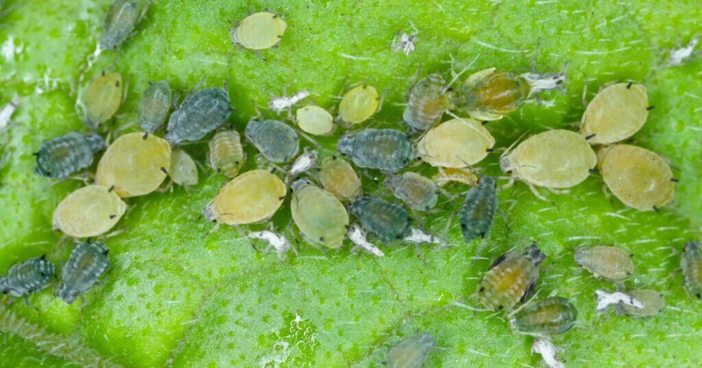 How to get rid of aphids on plants, close up of aphids