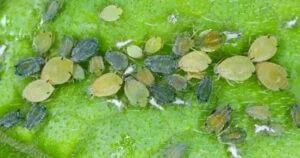 How to get rid of aphids on plants, close up of aphids