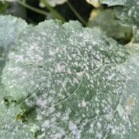 Powdery mildew disease on a zukini pumpkin leaf