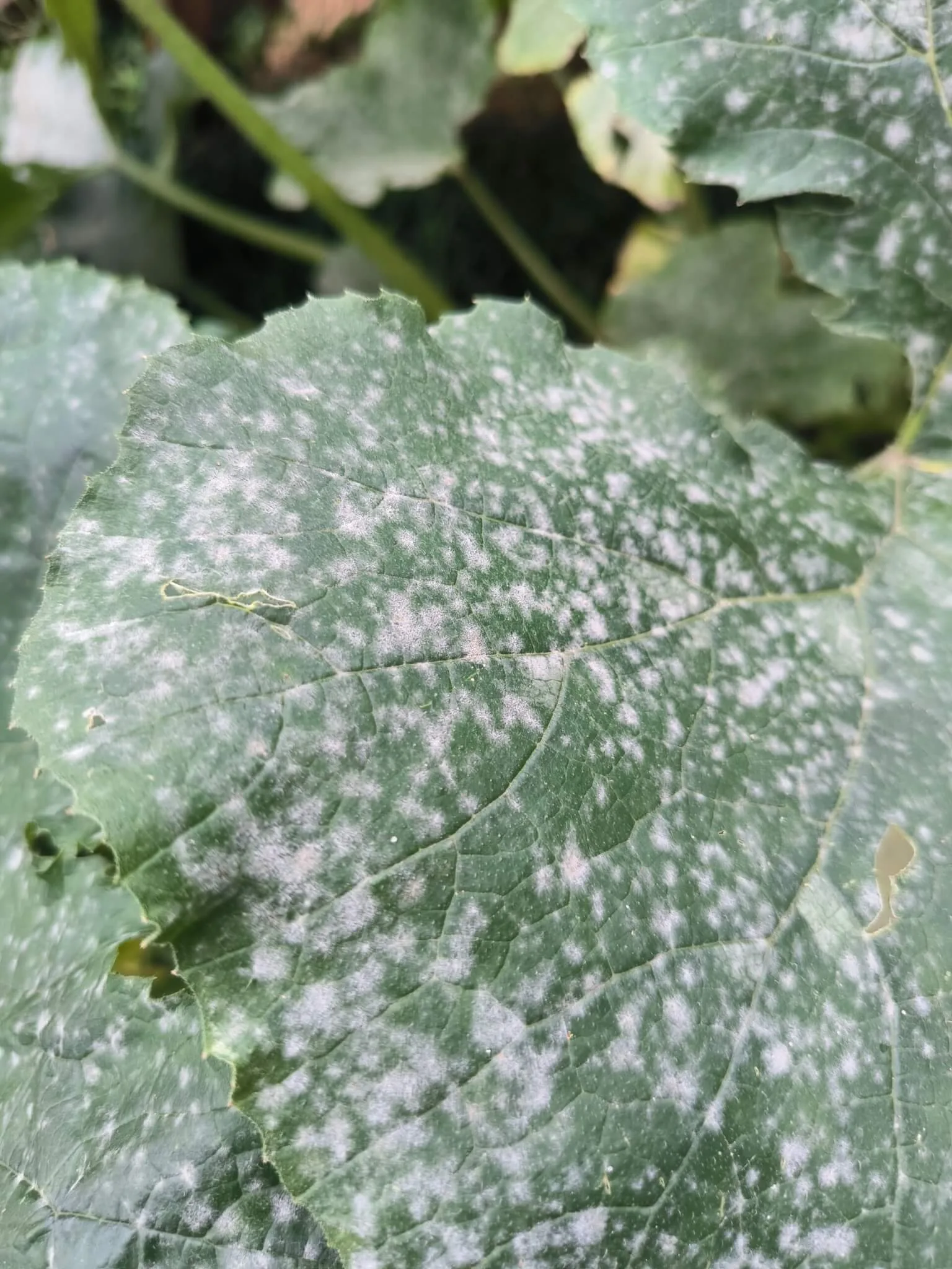 Powdery mildew disease on a zukini pumpkin leaf
