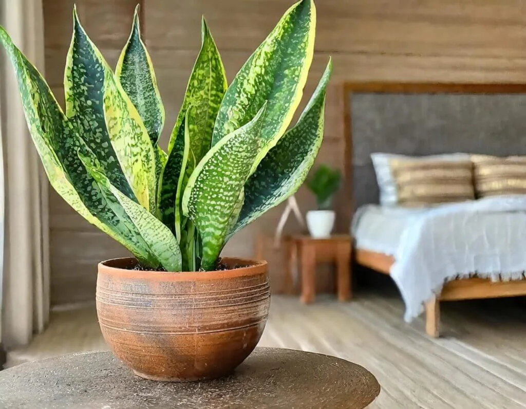 Snake Plant (Sansevieria trifasciata) air purifying indoor plant