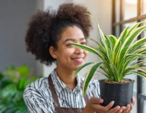 Spider plant (Chlorophytum comosum)Air purifying plants