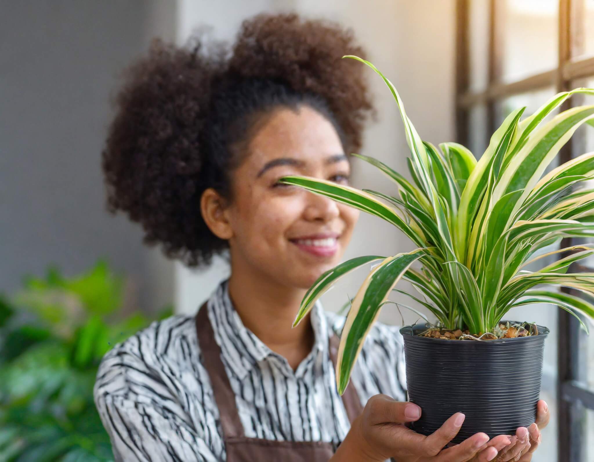 Air Purifying Plants Plantinfo