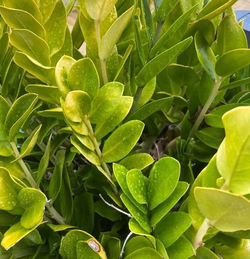 best air purifying plants for cigarette smoke south africa 15 Air-Purifying to Cleanse Your Space of Chemicals and Toxins Smoking indoors? These 3 houseplants
