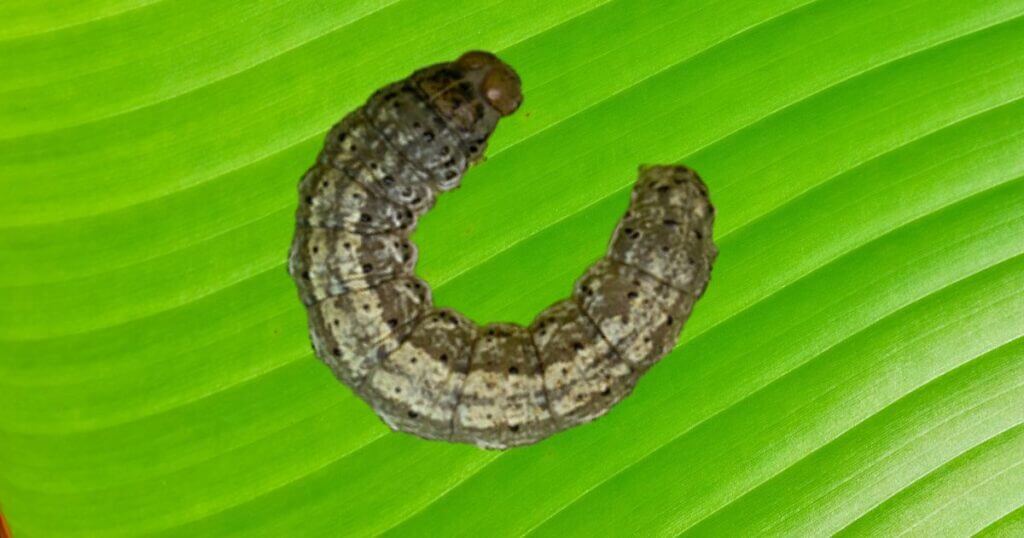How to get rid of cutworm in the garden. a cutworm an a leaf