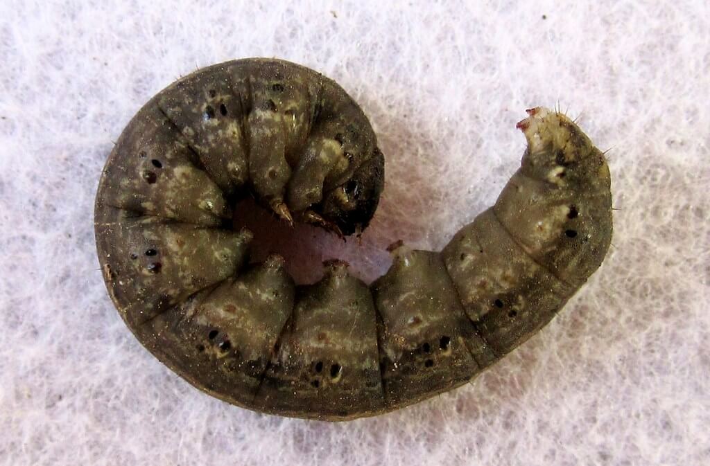 Cutworm from the garden