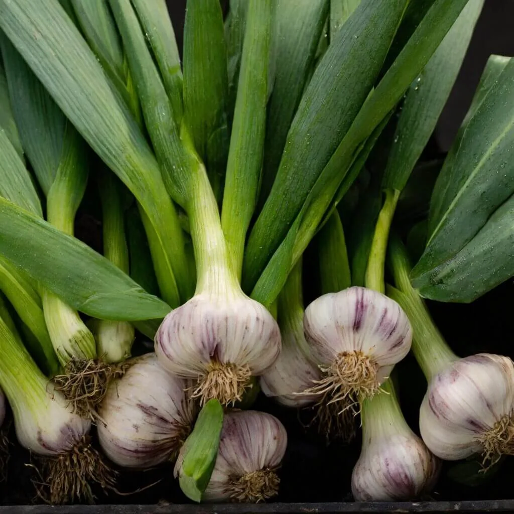 How to Grow Garlic. fresh garlic with leaves