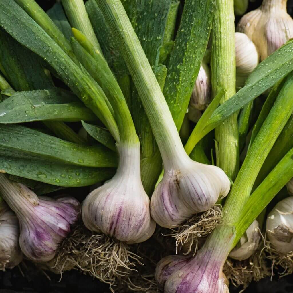 How to Grow Garlic. fresh garlic with leaves