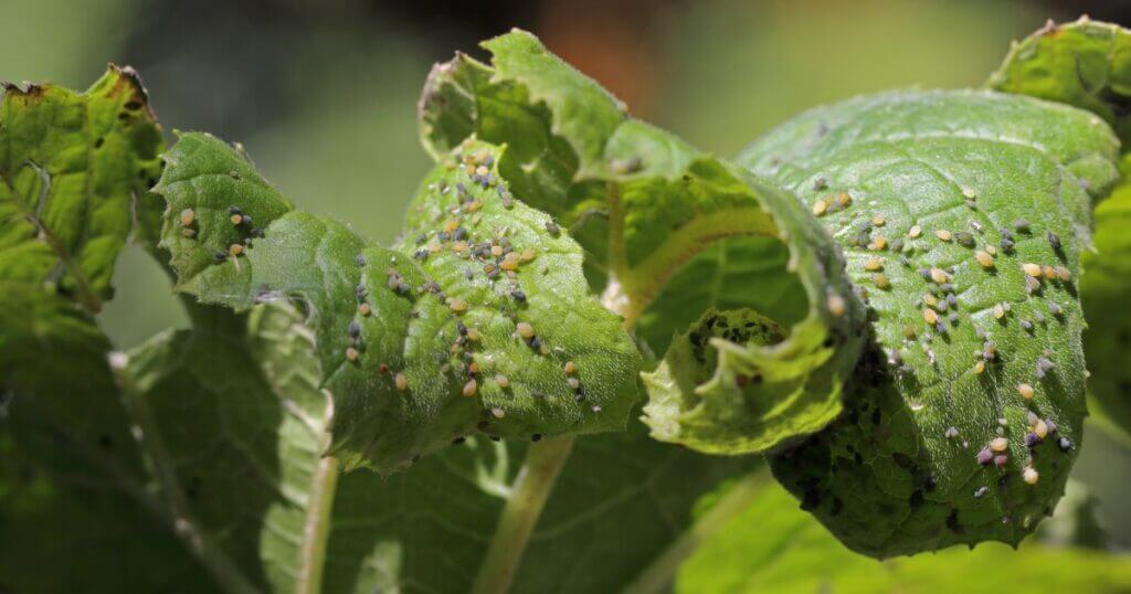 aphids on a plant leaf, how to get rid of aphids