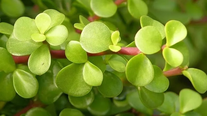 portulacaria speckboom