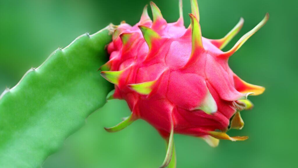 pink dragon fruit on the plant