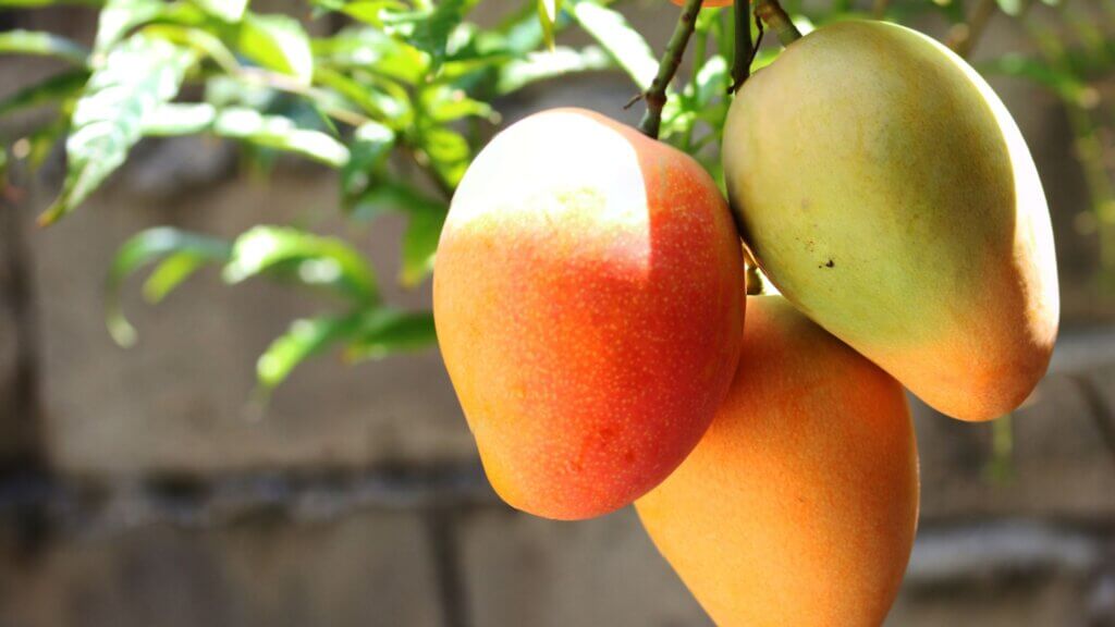 How to Plant a Mango Tree from Seed on tree