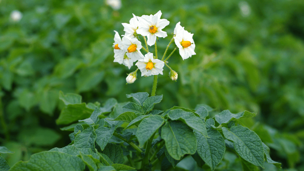 Potato Plant Flowering in white