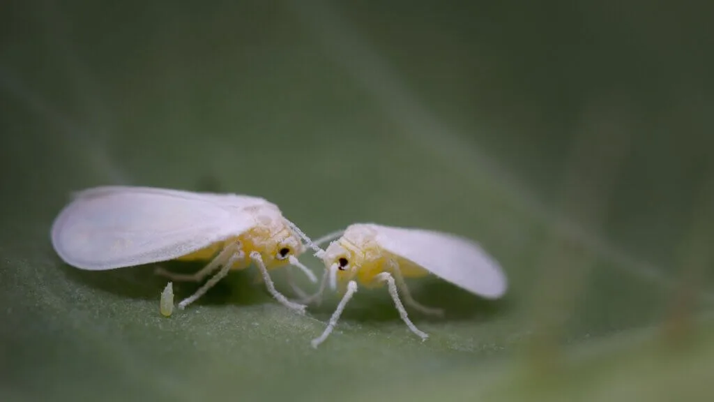 Whiteflies on plant