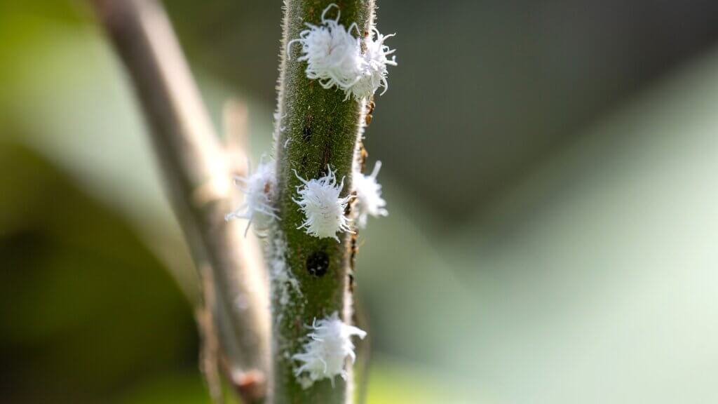 Mealybugs on a plant stem