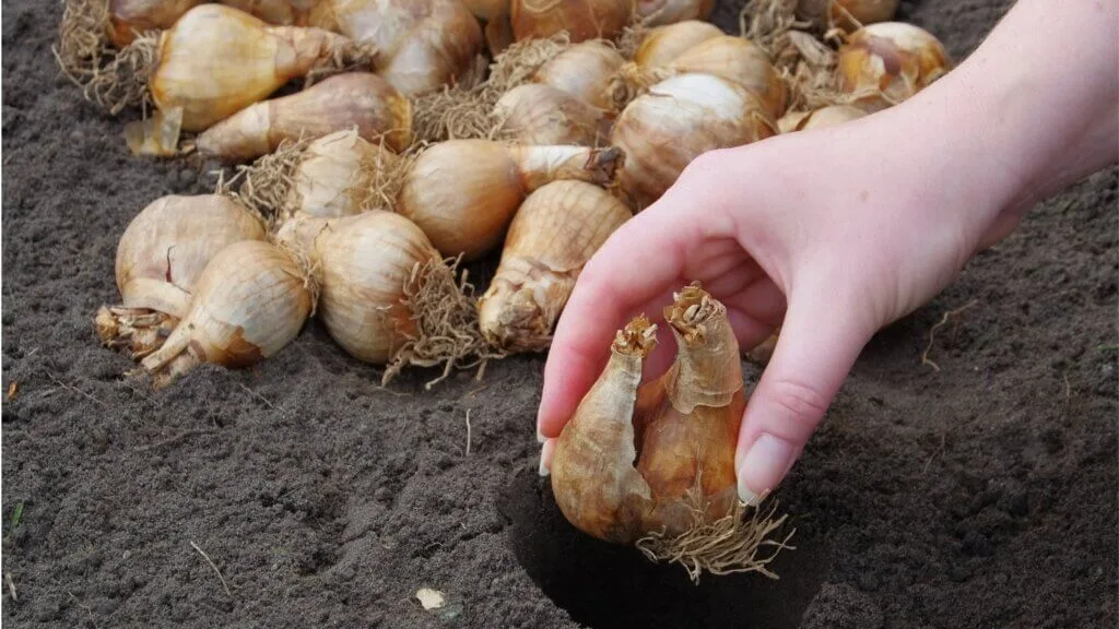 how to plant tulips a hand planting tul;ip bulbs