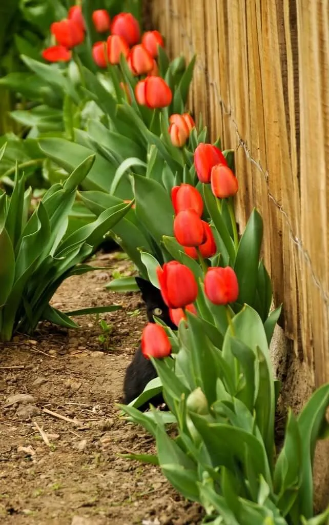 how to Grow Tulips in South Africa red tulips along a fence