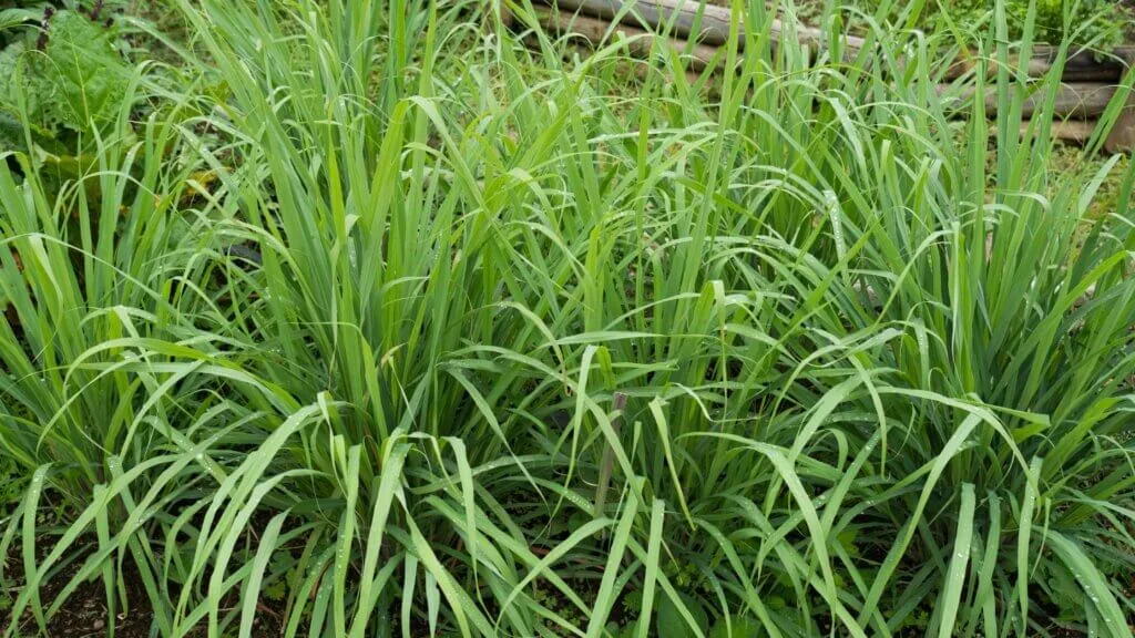how to grow lemongrass