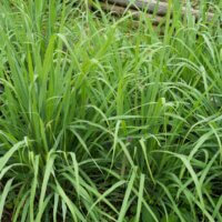 how to grow lemongrass