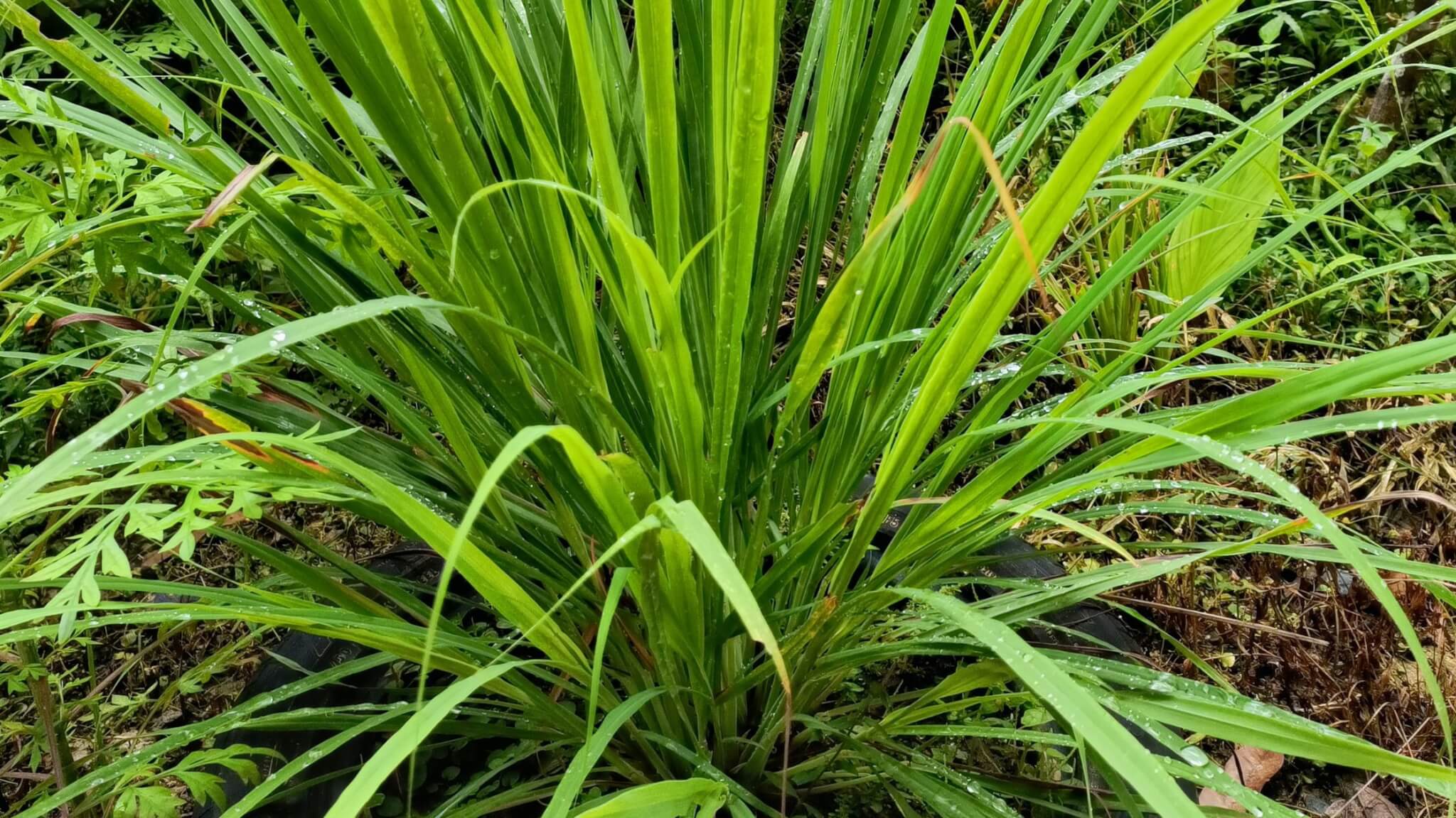 Lemongrass Flower Meaning