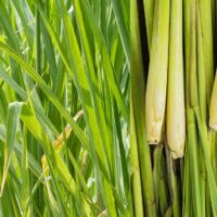 lemongrass plant and stalks
