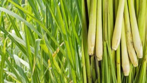 lemongrass plant and stalks