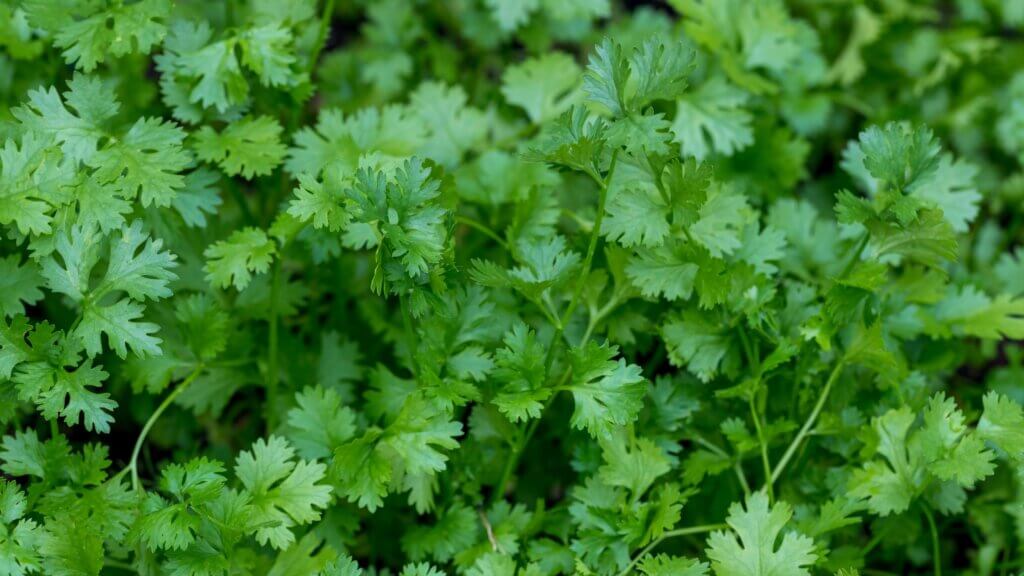 growing coriander