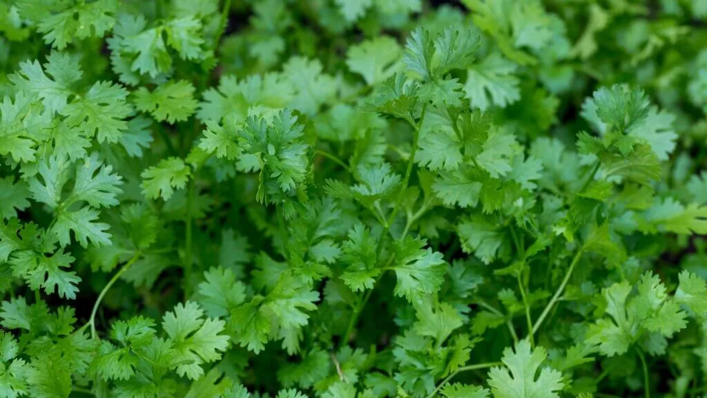growing coriander