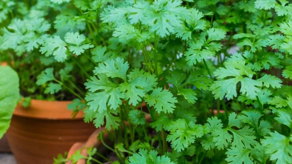 How to grow coriander from seed