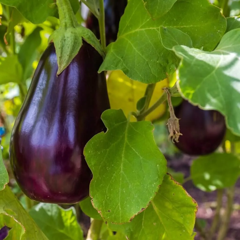 eggplant on the plant