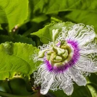 Granadilla flower