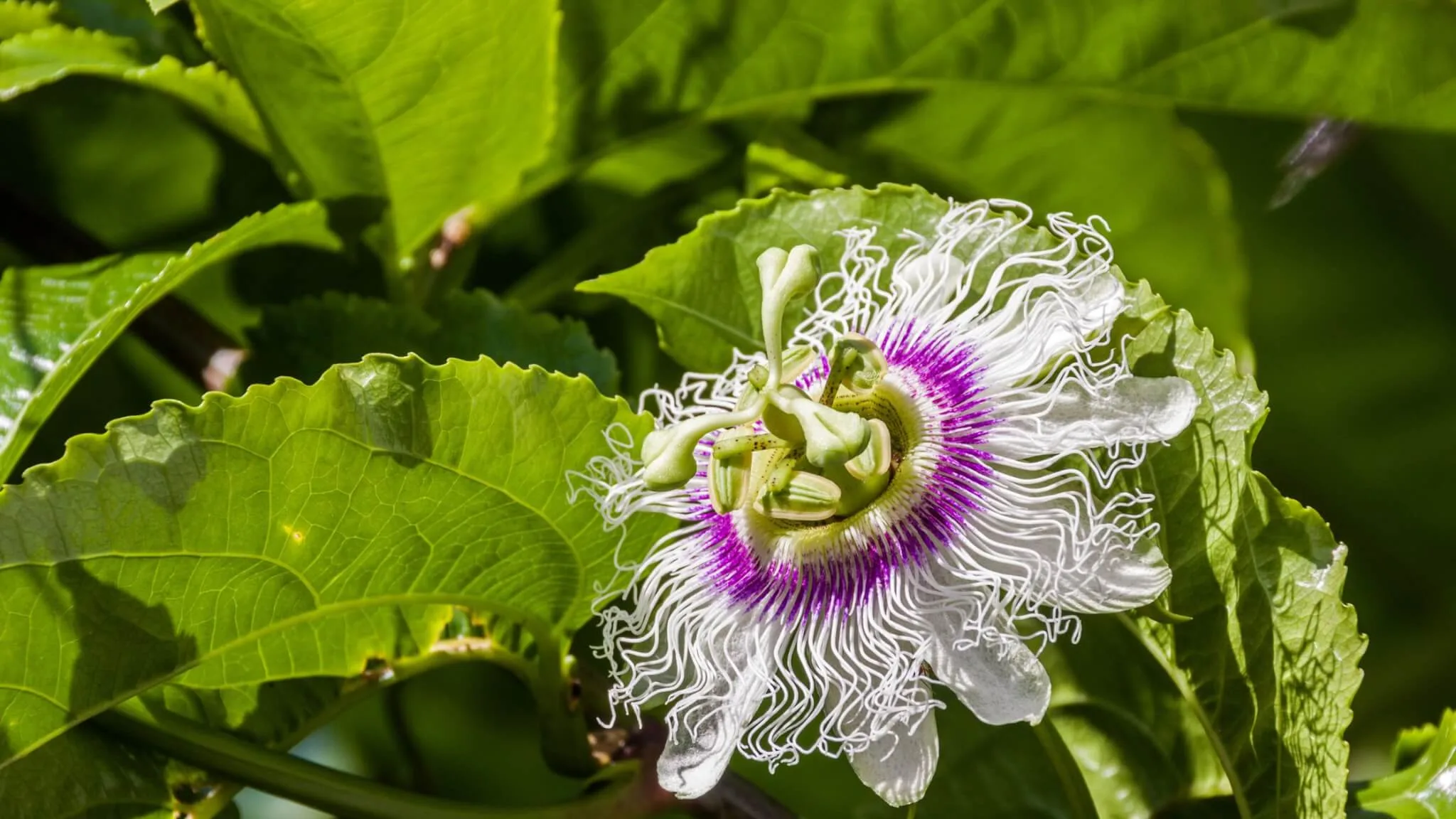 Granadilla flower