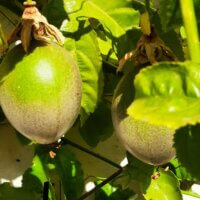 granadilla on the vine