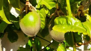 granadilla on the vine